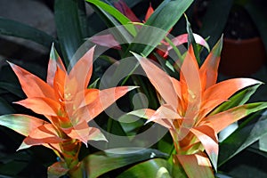 Bromeliaceae flower at summer day
