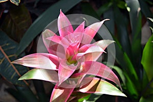 Bromeliaceae flower at summer day