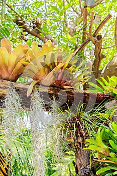 Bromeliaceae in the garden