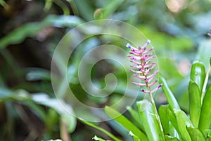 Bromeliaceae in the garden