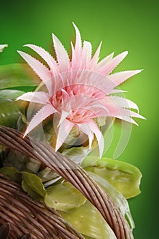 Bromeliad
