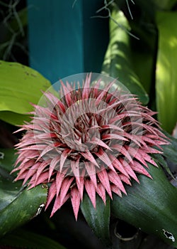 Bromeliad