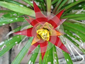 Bromeliad