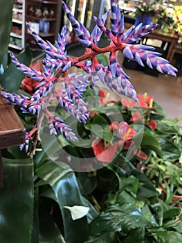 Bromeliad aechmea Del Mar 