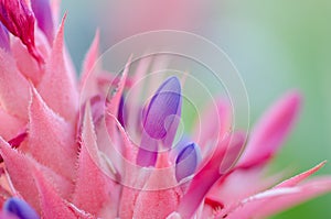 Bromeliad (Aechmea fasciata)