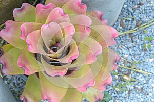 Bromeliad (Aechmea fasciata) at flower shop