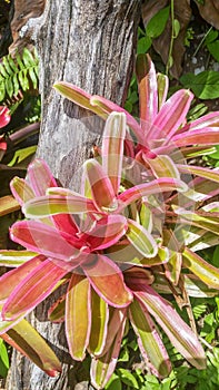 Bromeliad (Aechmea fasciata) in garden