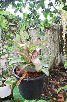 Bromeliad, Aechmea fasciata or Urn Plant or BROMELIACEAE