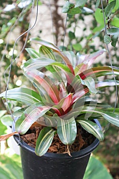 Bromeliad, Aechmea fasciata or Urn Plant or BROMELIACEAE