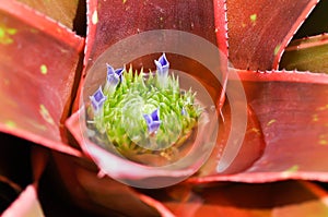 Bromeliad, Aechmea fasciata or Urn Plant or BROMELIACEAE