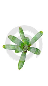 bromeliad alcantarea imperialis isolated on white background