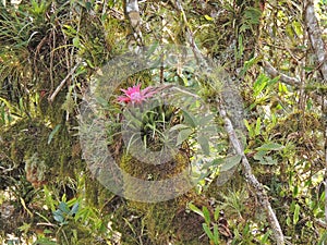 bromeliad on the branch of a tree