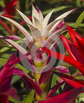 Bromeliad - Bromeliaceae - against a leafy background in a greenhouse in Panama