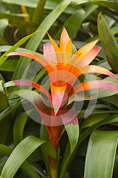 Bromeliad - Bromeliaceae - against a leafy background in a greenhouse in Panama