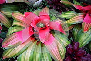 Bromeliad. Bromeliad in Garden