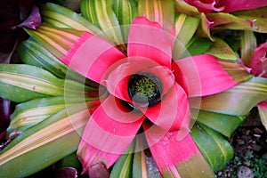 Bromeliad. Bromeliad in Garden