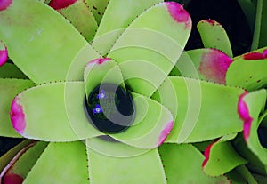 Bromeliad. Bromeliad in Garden