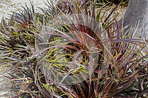 Bromeliad Cherry Coke, Dyckia platyphylla, X â€˜Carsladâ€™