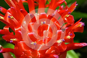Bromeliad - Closeup