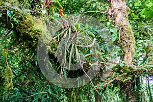 Bromeliad in cloud forest of Reserva Biologica Bosque Nuboso Monteverde, Costa Ri photo