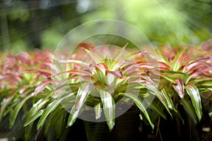 Bromeliad, colorful leaves, popular ornamental flower for garden decoration