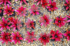 Bromeliad decoration plant on the gravel floor