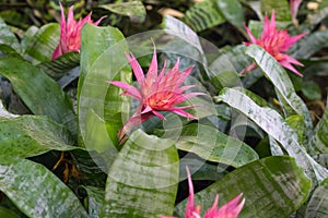 Bromeliad flower in bloom in springtime