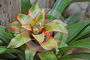 Bromeliad Flower