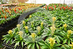 Bromeliad flower nursery farm ornamental and flower green plant growing in the garden greenhouse under roof