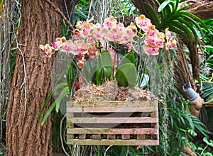 Bromeliad flower and Orchid nursery farm ornamental and flower green plant growing and hanging in the garden greenhouse under roof