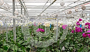 Bromeliad flower and Orchid nursery farm ornamental and flower green plant growing and hanging in the garden greenhouse under roof