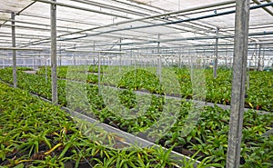 Bromeliad flower and Orchid nursery farm ornamental and flower green plant growing and hanging in the garden greenhouse under roof