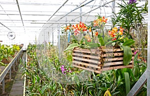 Bromeliad flower and Orchid nursery farm ornamental and flower green plant growing and hanging in the garden greenhouse under roof