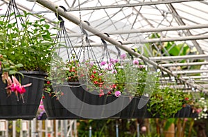 Bromeliad flower and Orchid nursery farm ornamental and flower green plant growing and hanging in the garden greenhouse under roof