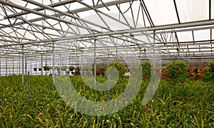 Bromeliad flower and Orchid nursery farm ornamental and flower green plant growing and hanging in the garden greenhouse under roof