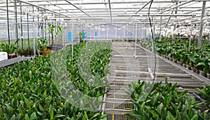 Bromeliad flower and Orchid nursery farm ornamental and flower green plant growing and hanging in the garden greenhouse under roof