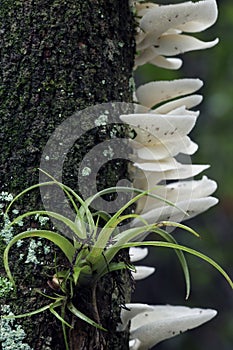 Bromeliad and fungi in Fakahatchee Strand Preserve State Park, FL