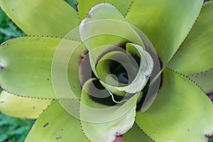 Bromeliad,green houseplant