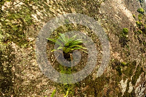 Bromeliad growing on a rock