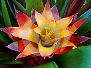 Bromeliad inflorescence, Guzmania lingulata, on tropical garden photo