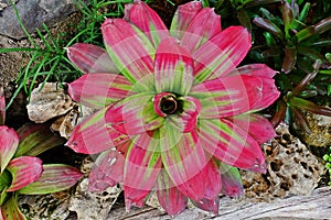 Bromeliad, monocot flowering plants native to the tropical Americas