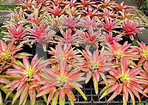 Bromeliad Neoregelia in the Ornamental plants market.