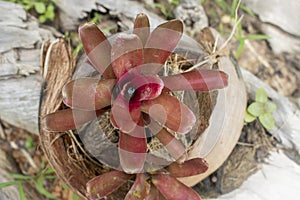 Bromeliad neoregelia ‘Red Riger’ blooming on a stump in the garden.