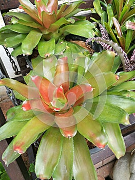 Bromeliad plant