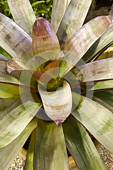 Bromeliad plant