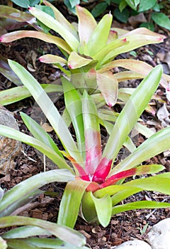 Bromeliad Plant.