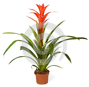 Bromeliad plant