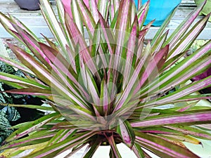 Bromeliad plant green pimk and white colour