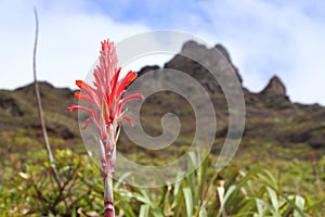 Bromeliad plant in Guadeloupe photo