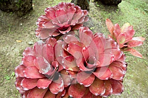 Bromeliad plant in the park